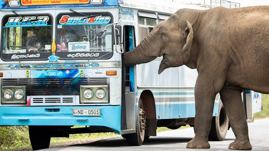 Raja: The Elephant Who Collects Road Tax