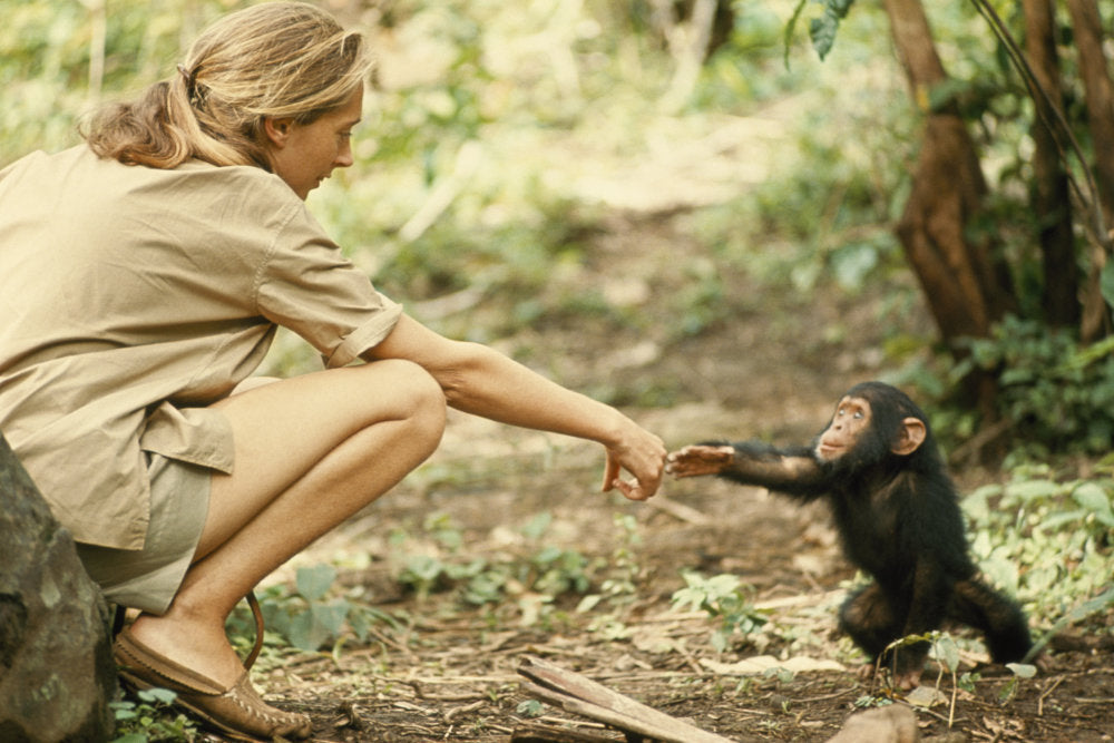 Celebrating The Life Of Dr Jane Goodall